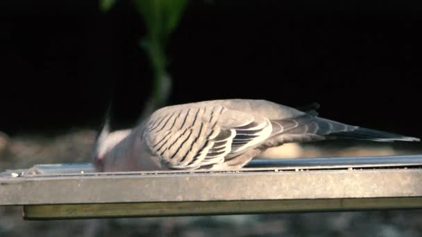 Australische Kuif Duif Eten Gedurende Dag Tijd — Stockvideo