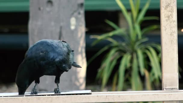 Australische Raven Buiten Natuur Overdag — Stockvideo