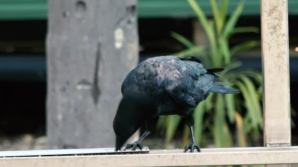 Corbeau Australien Dehors Dans Nature Dans Journée — Video