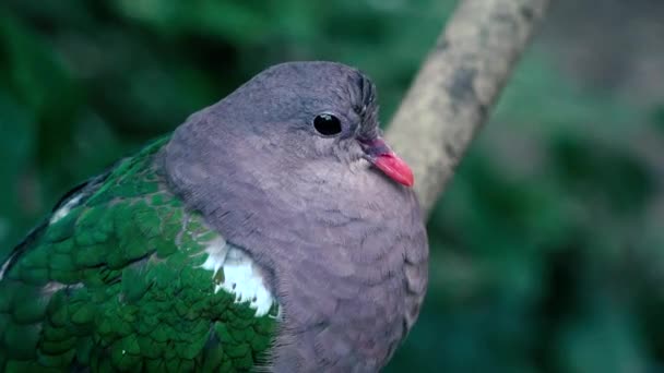 Corvo Australiano Fuori Nella Natura Durante Giorno — Video Stock