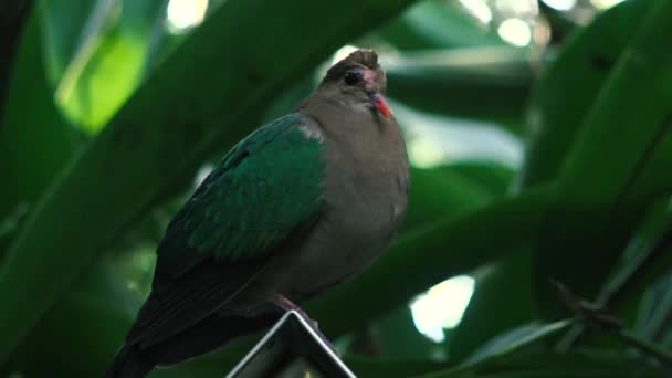 Avustralya Kuzgunu Gündüz Doğada Dışarıda — Stok video