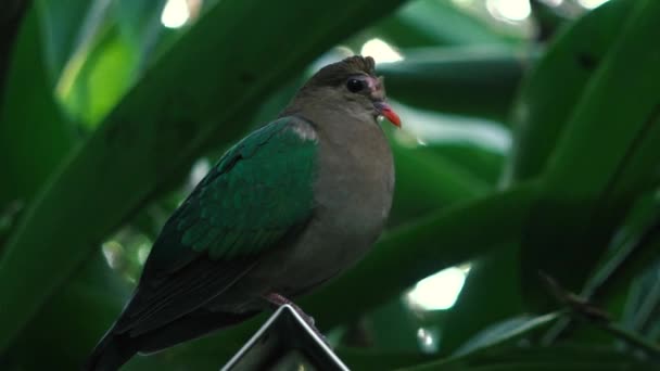 Corvo Australiano Fuori Nella Natura Durante Giorno — Video Stock