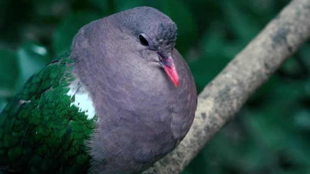 Corbeau Australien Dehors Dans Nature Dans Journée — Video