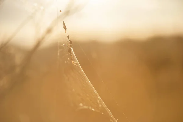 Gouden orb spin — Stockfoto