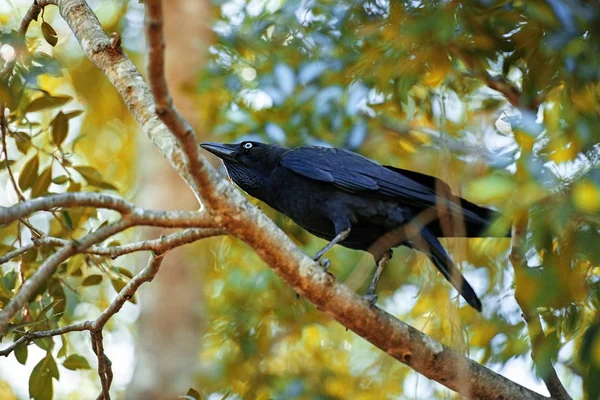澳大利亚的乌鸦 — 图库照片