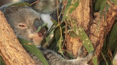  Avustralya Koala gün boyunca dinleniyor bir ağaçta.