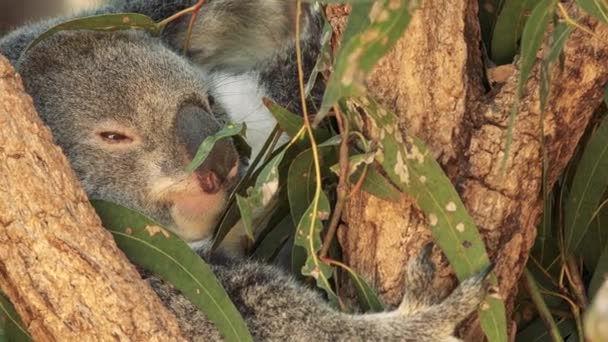 Koala Australiano Árbol Descansando Durante Día — Vídeo de stock