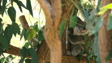 Sevimli Avustralyalı anne Koala gün boyunca dinlenen bir ağaç onu joey ile.