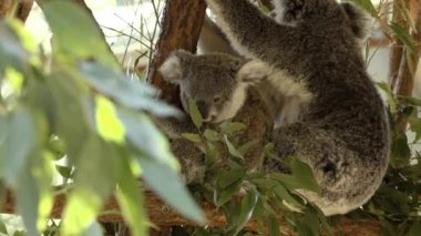Sevimli Avustralyalı anne Koala gün boyunca dinlenen bir ağaç onu joey ile.