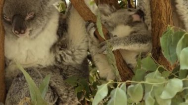 Sevimli Avustralyalı anne Koala gün boyunca dinlenen bir ağaç onu joey ile.