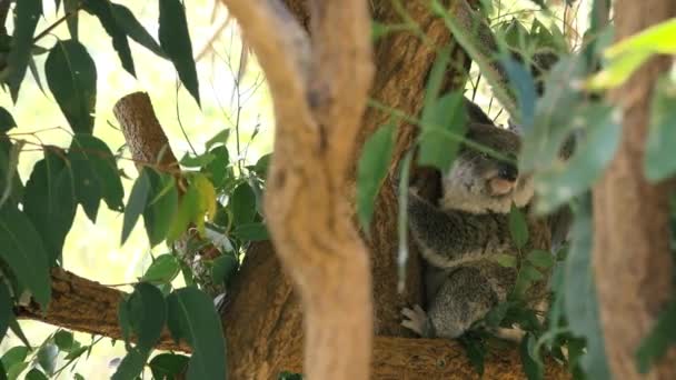 Mãe Australiana Bonito Koala Com Sua Alegria Uma Árvore Descansando — Vídeo de Stock