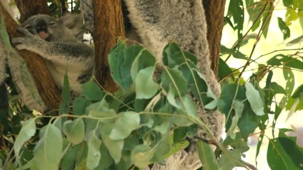 Mãe Australiana Bonito Koala Com Sua Alegria Uma Árvore Descansando — Vídeo de Stock