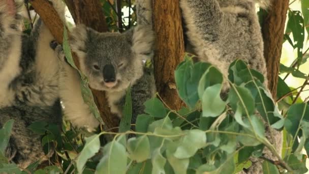 Mãe Australiana Bonito Koala Com Sua Alegria Uma Árvore Descansando — Vídeo de Stock