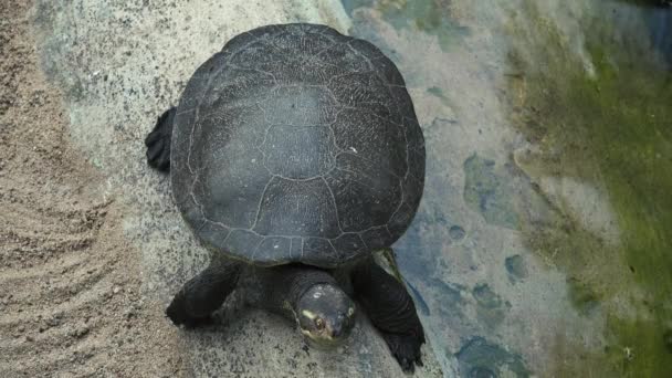 Kreffts Turtle Znany Również Jako Emydura Krefftii — Wideo stockowe