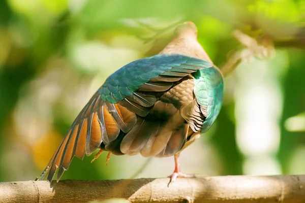 에메랄드 그라운드 비둘기 — 스톡 사진