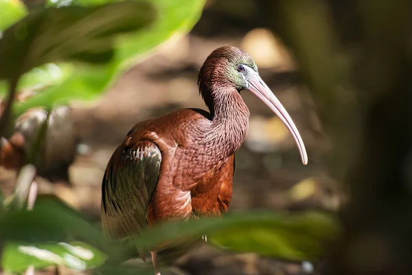 Ibis z połyskiem australijskim — Zdjęcie stockowe