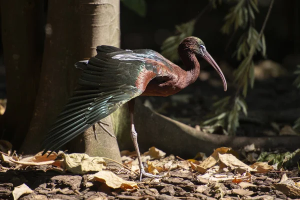 Ibis z połyskiem australijskim — Zdjęcie stockowe