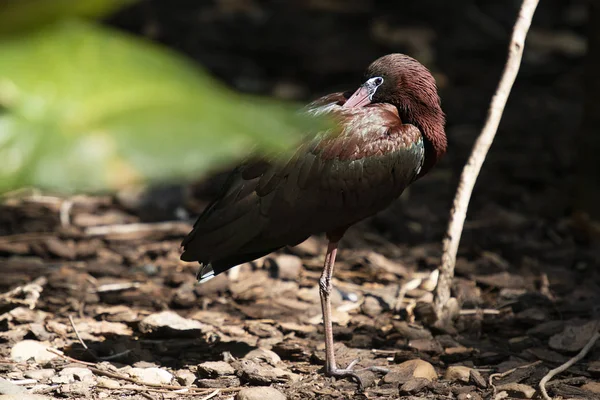 Ibis z połyskiem australijskim — Zdjęcie stockowe