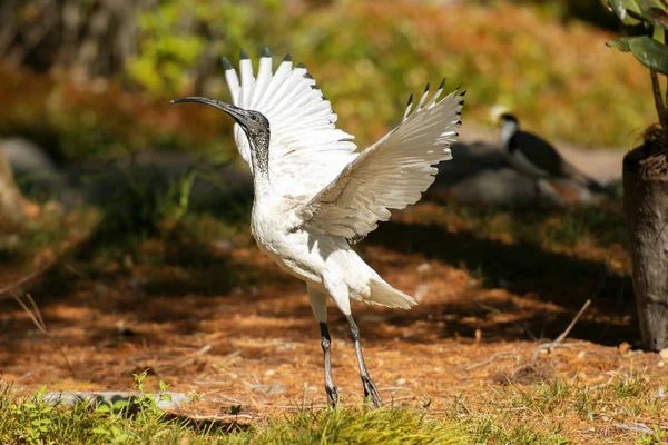 Australijski biały ibis — Zdjęcie stockowe