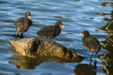 Sevimli Mor Swamphen şıklar