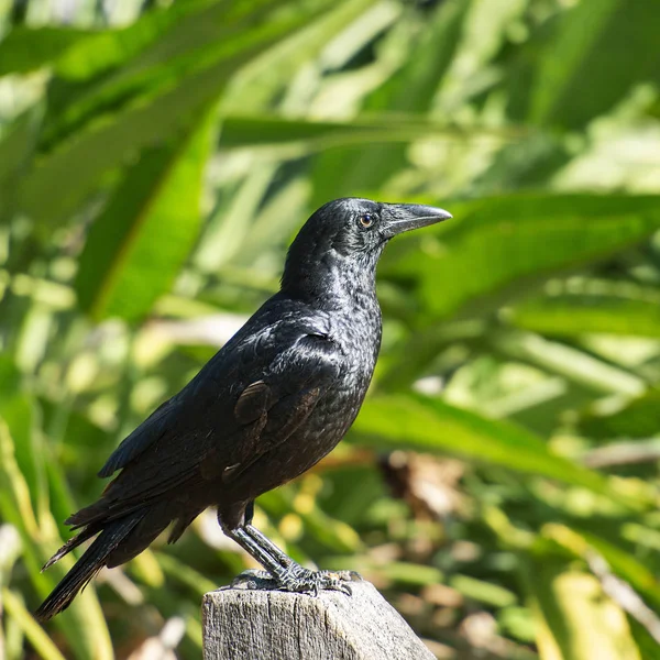 Corvo australiano — Fotografia de Stock