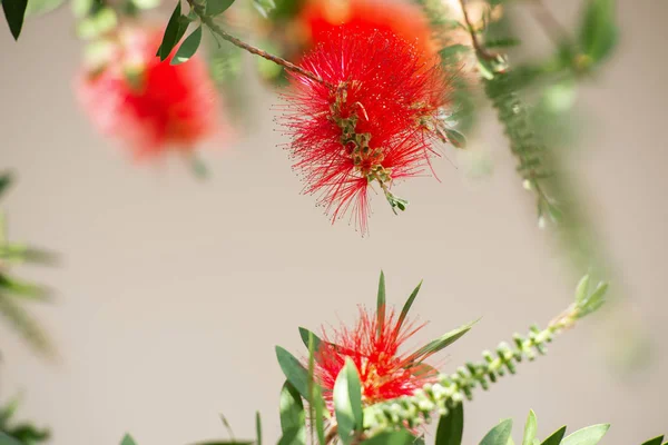 Árbol de cepillo de botella también conocido como Callistemon . — Foto de Stock