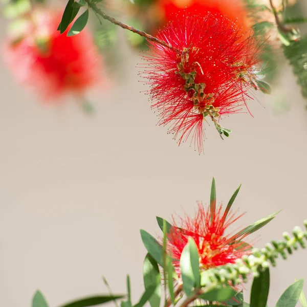 Árbol de cepillo de botella también conocido como Callistemon . — Foto de Stock