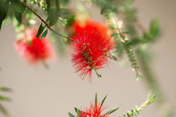 Pinceau à bouteille également connu sous le nom de Callistemon . — Photo