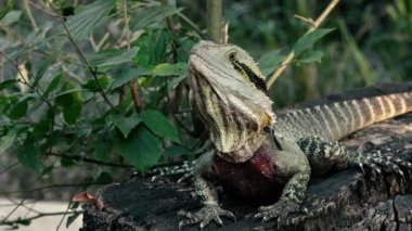 Gün boyunca doğada dışında Doğu su Dragon.