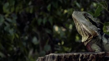 Gün boyunca doğada dışında Doğu su Dragon.