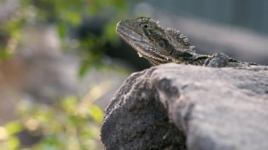Gün boyunca doğada dışında Doğu su Dragon.