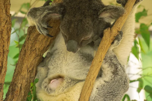 Těhotná žena Australan Koala rodí. — Stock fotografie