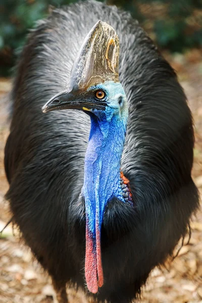 Australian Southern Cassowary — Stock Photo, Image