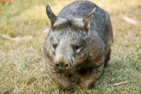 Wombat peludo del sur — Foto de Stock
