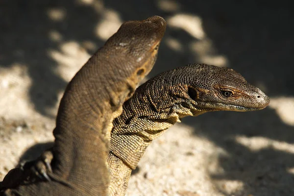 Mertens Water Monitors — Stockfoto