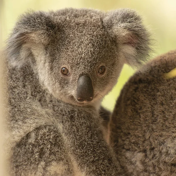 Australian koala joey. — Stock fotografie