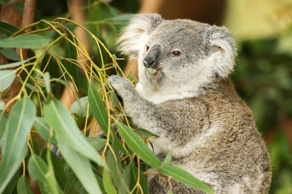Australische koala joey. — Stockfoto