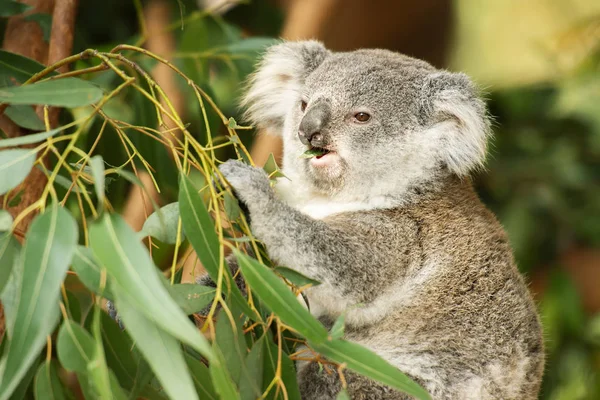 Australiano koala joey . —  Fotos de Stock