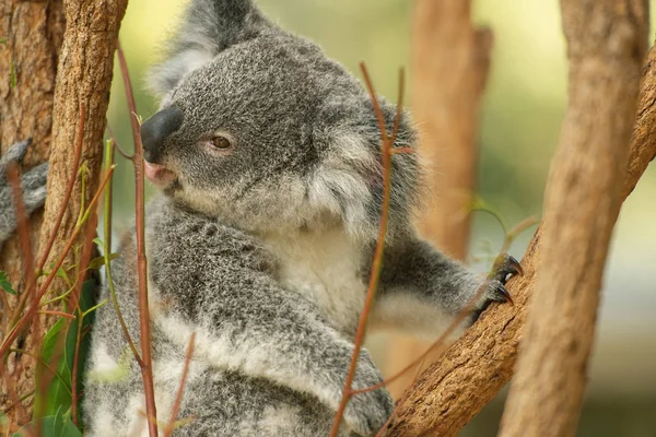 Koala joey australijska. — Zdjęcie stockowe