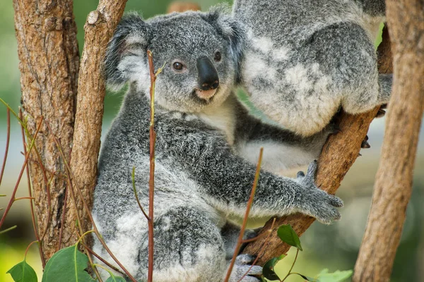 Australian koala joey. — Stockfoto