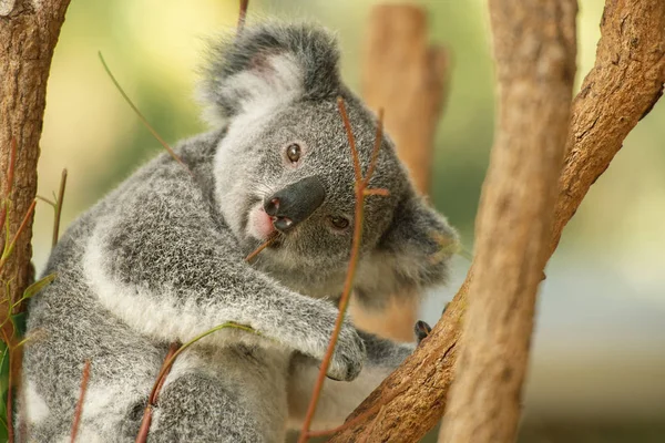 Australiano koala joey . — Foto de Stock