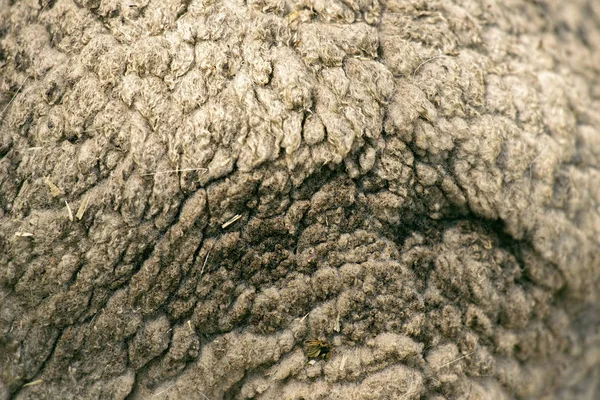 Close up to nature sheep 's fluffy wool — стоковое фото