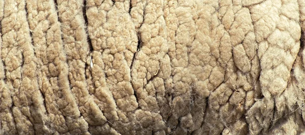 Close up para lã macia de ovelha da natureza — Fotografia de Stock