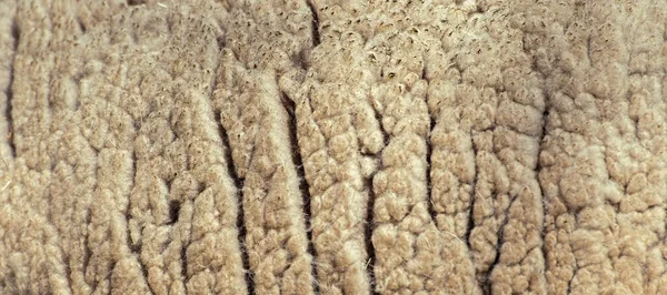 Close up to nature sheep 's fluffy wool — стоковое фото