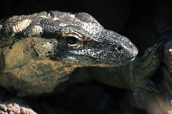 Lace monitor during the day. — Stock Photo, Image