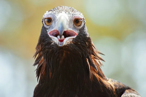 Kama kuyruklu kartal — Stok fotoğraf