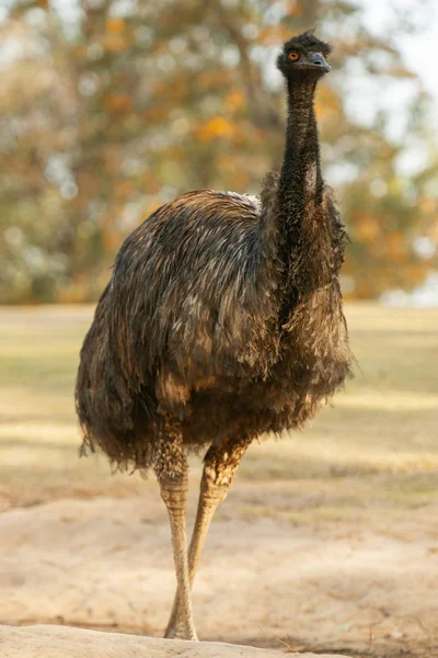 Australischer Emu im Freien — Stockfoto