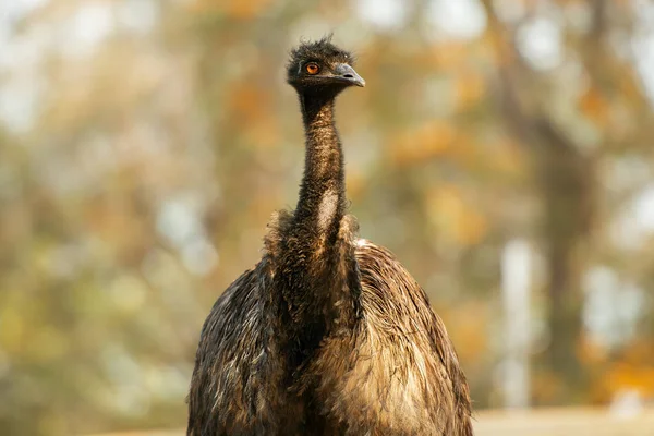 Australischer Emu im Freien — Stockfoto