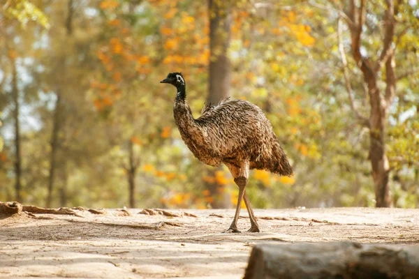 Australian Emu outdoors — Stock Photo, Image