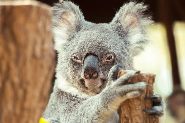 Australische koala — Stockfoto